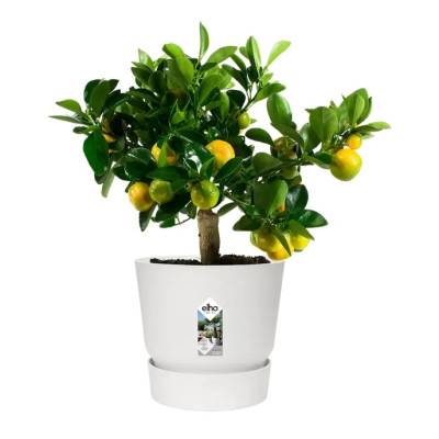 Вазон Elho greenville round (зеленый) Вазон Elho greenville round (зеленый)