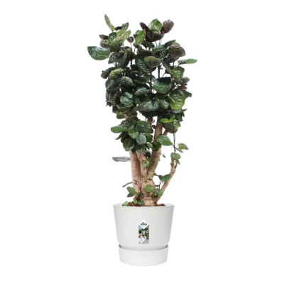 Вазон Elho greenville round (белый) Вазон Elho greenville round (белый)