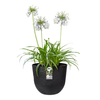 Вазон Elho fuente lily 30*24см чорний Вазон Elho fuente lily 30*24см чорний