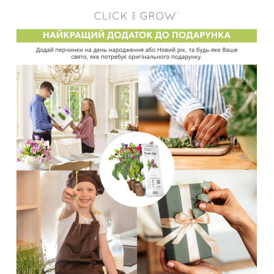 Картридж для розумної фермы Click&Grow, Фіолетовий перець Чилі