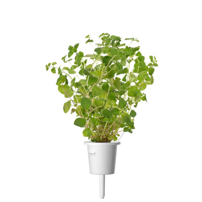 Картридж для умной фермы Click&Grow, Орегано