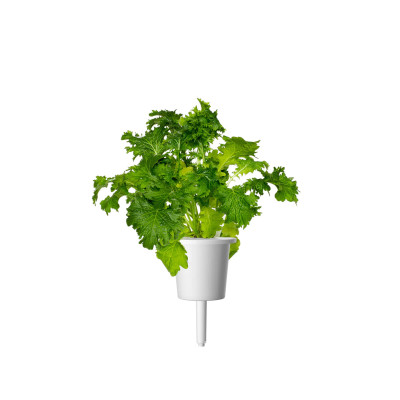 Змінний картридж Click & Grow Гірчиця васабі (3 капсули) Змінний картридж Click & Grow Гірчиця васабі (3 капсули)