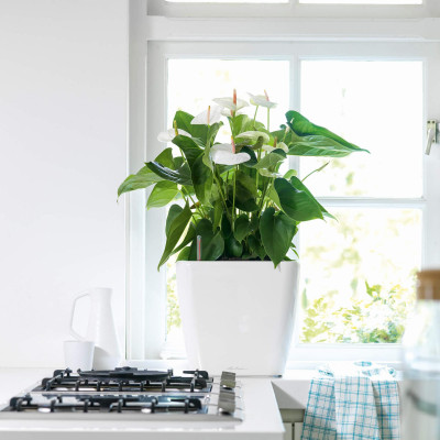 Вазон Lechuzа Quadro Premium LS 35, кофе-металлик