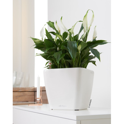 Вазон Lechuza Quadro Premium LS 21, білий