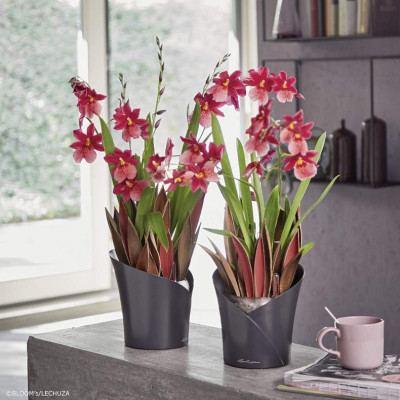 Вазон Lechuza Orchidea 20, серый Вазон Lechuza Orchidea 20, серый